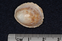 Helcion pectunculus