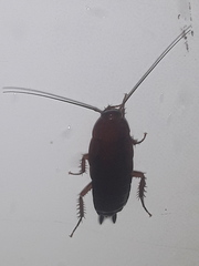 Periplaneta brunnea
