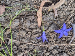 Wahlenbergia gymnoclada