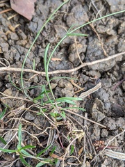 Wahlenbergia gymnoclada
