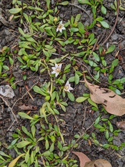 Selliera radicans