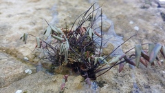 Pellaea glabella