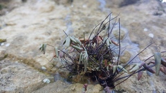 Pellaea glabella