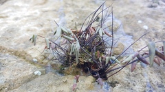 Pellaea glabella