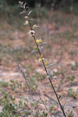 Solidago gillmanii