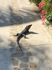 Iguanidae
