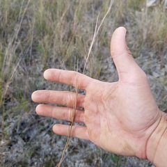 Andropogon virginicus