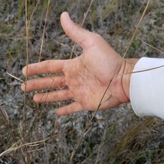 Andropogon virginicus