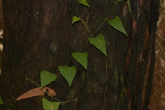 Zehneria cunninghamii