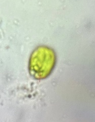 Dunaliellaceae