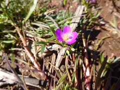 Calandrinia menziesii