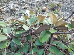 Pachystegia insignis