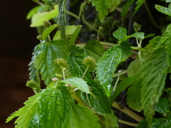 Lecanthus peduncularis