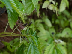 Lecanthus peduncularis