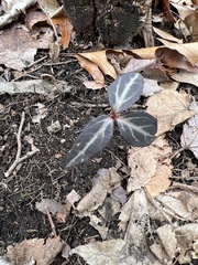 Chimaphila
