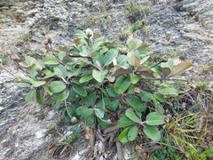 Pachystegia insignis