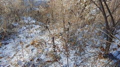 Dasistoma macrophylla