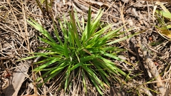 Dichanthelium strigosum