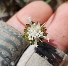 Melanthera angustifolia