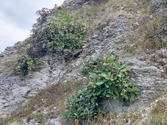 Pachystegia insignis