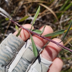 Melanthera angustifolia