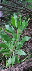 Dimorphotheca ecklonis