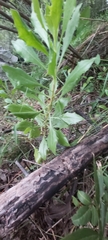 Dimorphotheca ecklonis