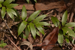 Drymophila moorei