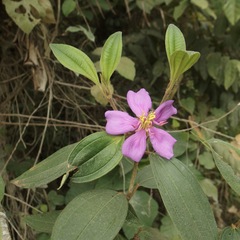 Melastoma malabathricum