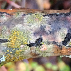 Athallia pyracea