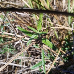 Lippia stoechadifolia