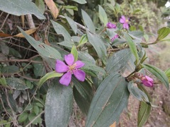 Melastoma malabathricum