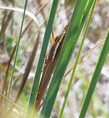 Leptysma marginicollis