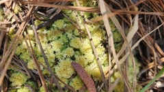 Sphagnum strictum