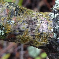 Athallia pyracea