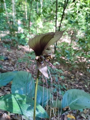 Tacca integrifolia