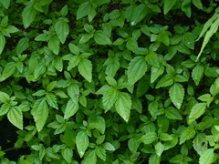 Lecanthus peduncularis