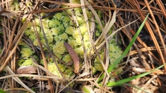Sphagnum strictum