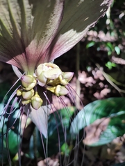 Tacca integrifolia