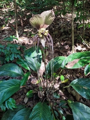Tacca integrifolia