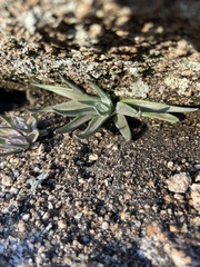 Dudleya abramsii
