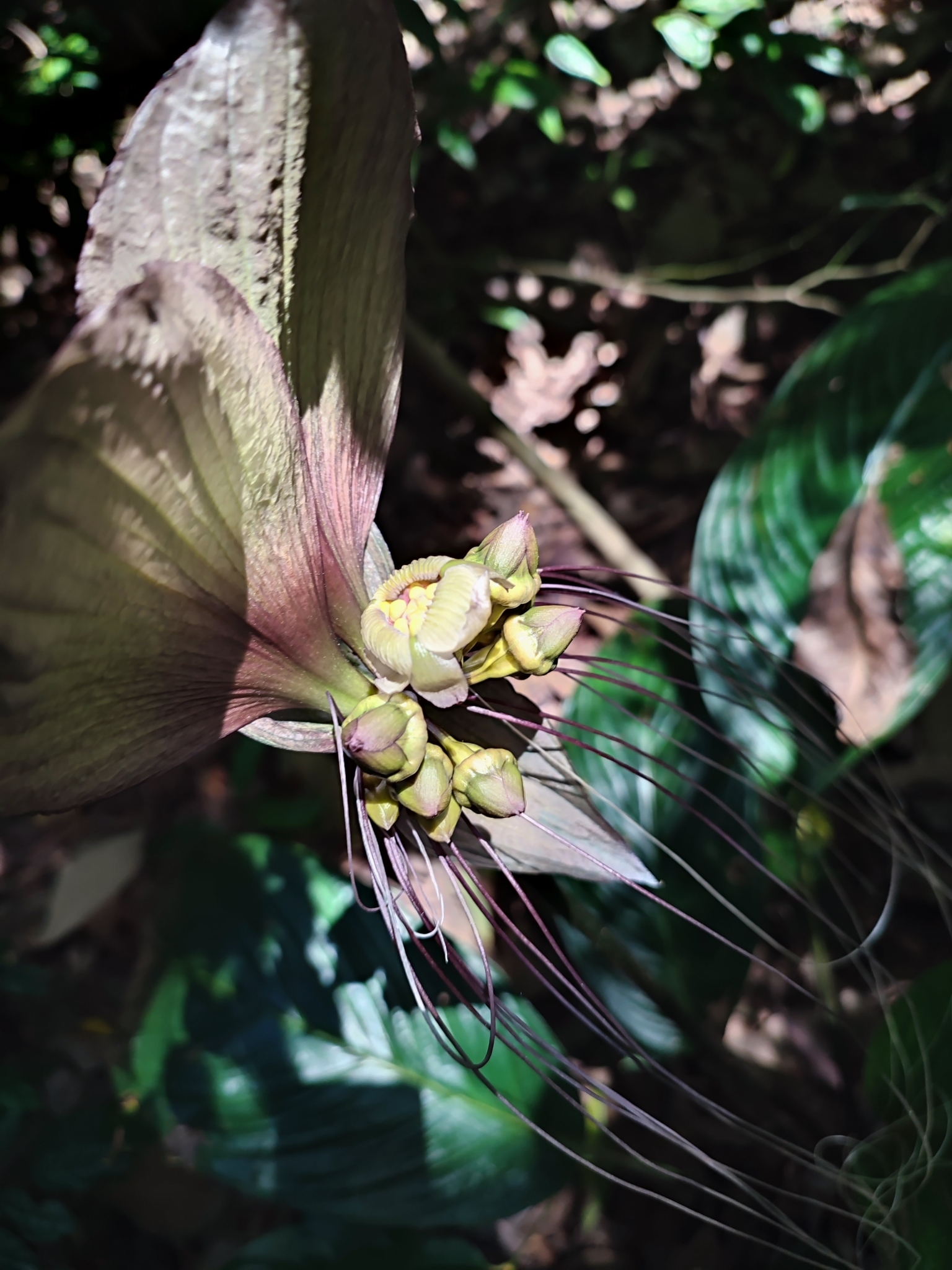 Imagem de Flor-morcego