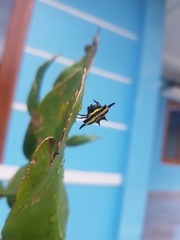 Gasteracantha diadesmia