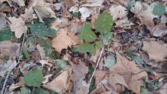 Pachysandra procumbens