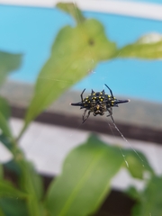 Gasteracantha diadesmia