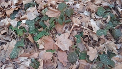Pachysandra procumbens