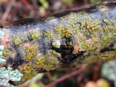 Athallia pyracea