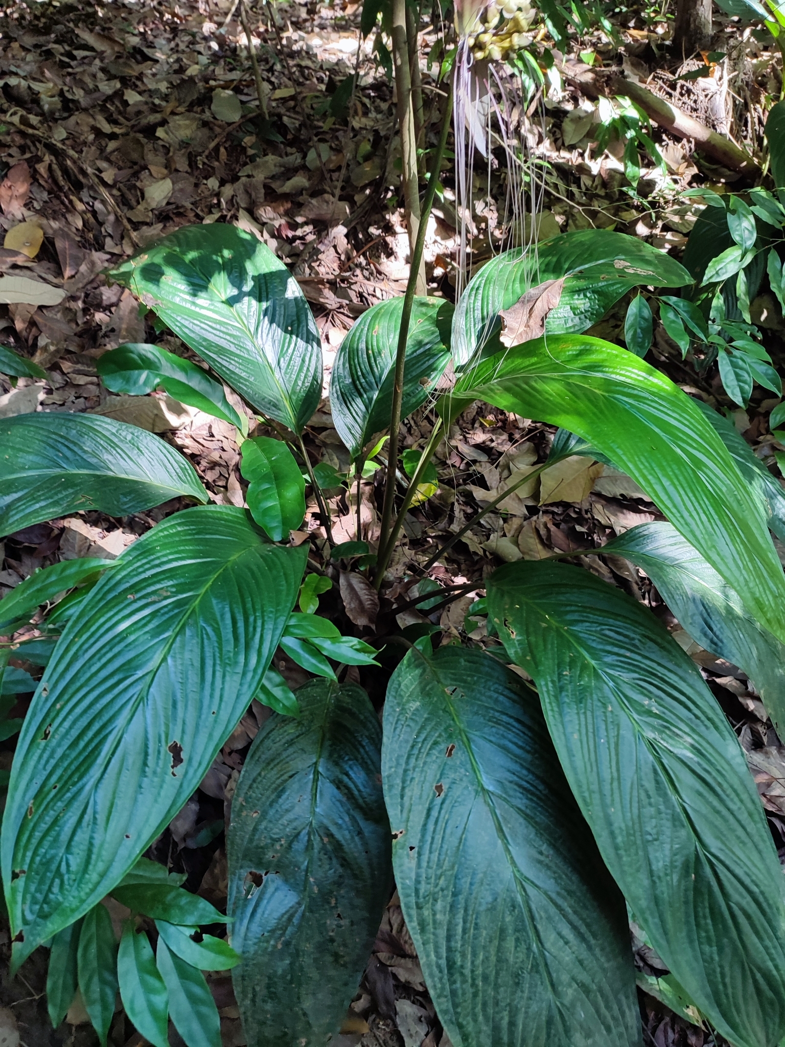 Imagem de Flor-morcego