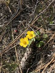Ranunculus glaberrimus