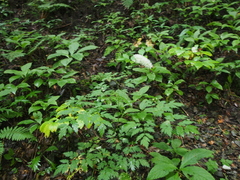 Actaea simplex